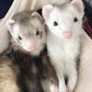 Meet your Posher, Caroline